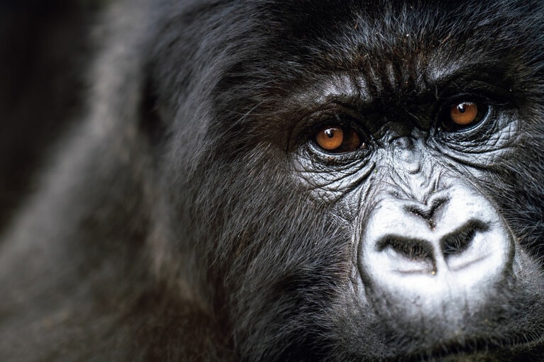 マウンテンゴリラのこのつぶらな瞳の虜になり再訪を誓う人も少なくない。©Wilderness