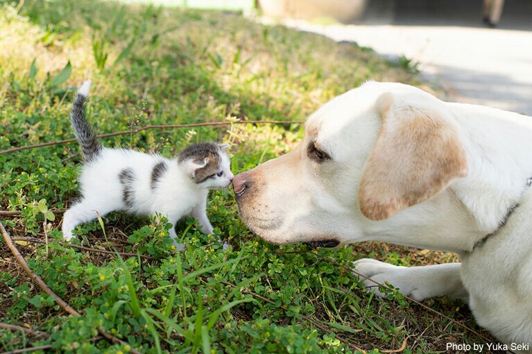 きちんとご挨拶する子猫ちゃんとワンちゃん。2014年5月、京都・鴨川で撮影。