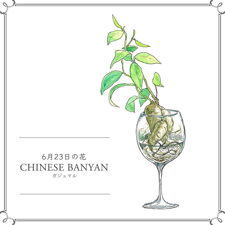 【6月23日の花】ガジュマル