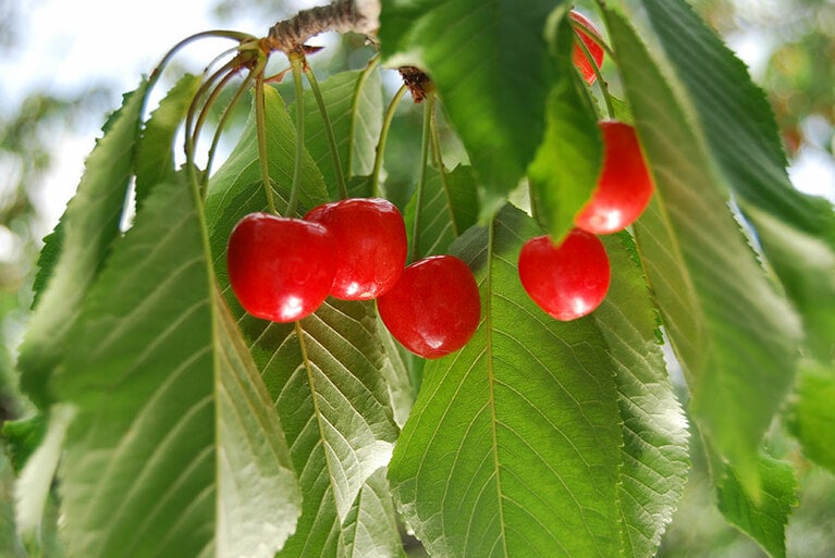 さくらんぼ狩り。公益社団法人やまなし観光推進機構