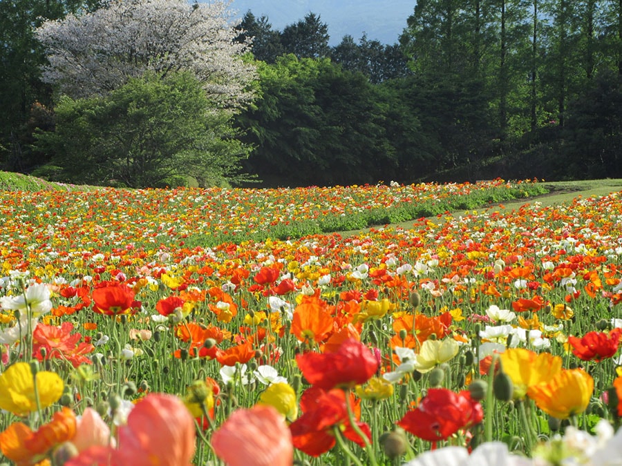 生駒高原のポピー。写真提供：宮崎県観光協会