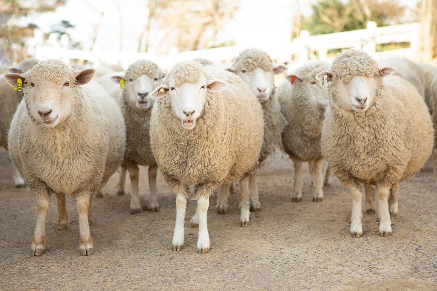 中央は反芻しているときの羊。おどけて笑っているようにも見えます。12月の「六甲山牧場」で撮影。