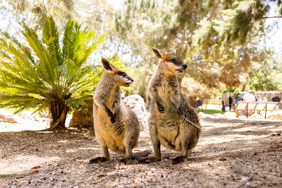 かわいいオグロワラビーにも会えます。photo:Tourism Australia