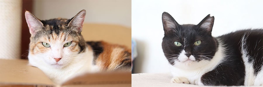 仁尾さんの愛猫たち。左から、ふく（11歳・メス）、ゴマ（推定10歳・メス）。写真は仁尾さん提供