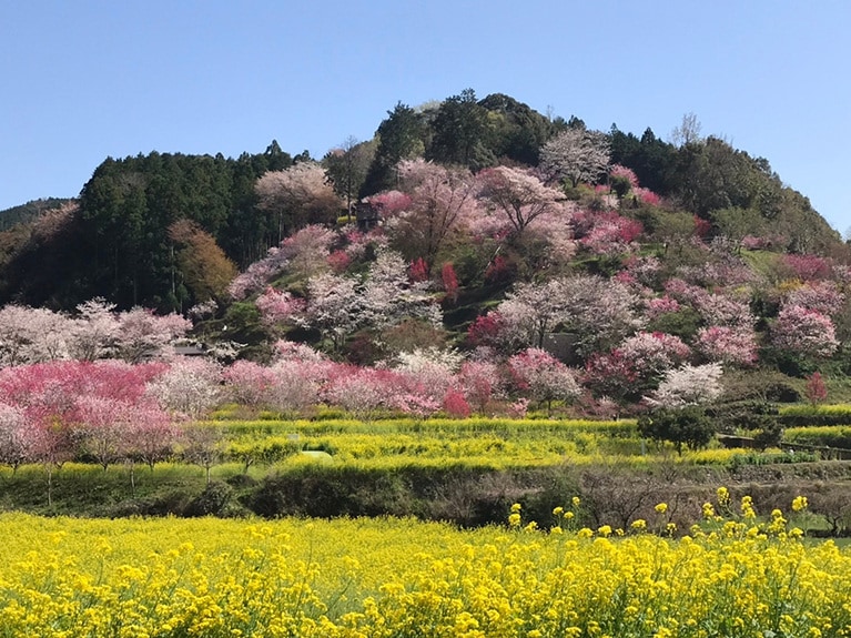 【高知県】西川花公園。