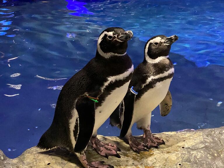 すみだ水族館の新婚夫婦《ラムネ》♂と《ゆず》♀