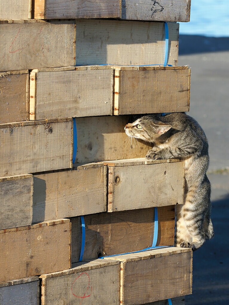 「ここが噂の『タワーレジデンス・ザ・漁港』だニャ♪ 住み心地は良さそうだけどニャ……エントランスが入りにくそうなのニャ！」