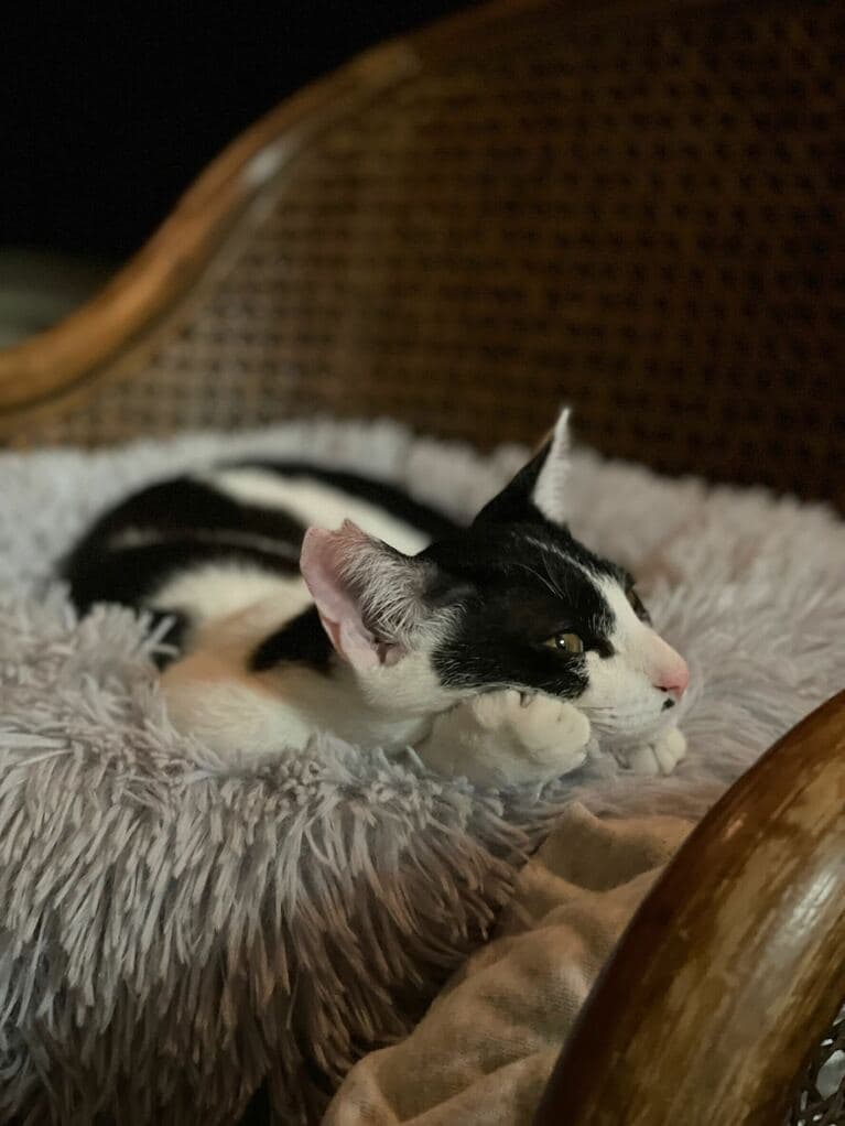 タッポ ♂ 4カ月。帰宅の遅い夫を待っているうちに眠くなってきた赤ちゃんです。頬杖ポーズが奇跡的にかわいい（あやこさん）