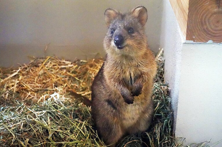 クオッカはコアラやカンガルーの仲間。お腹に袋があります。