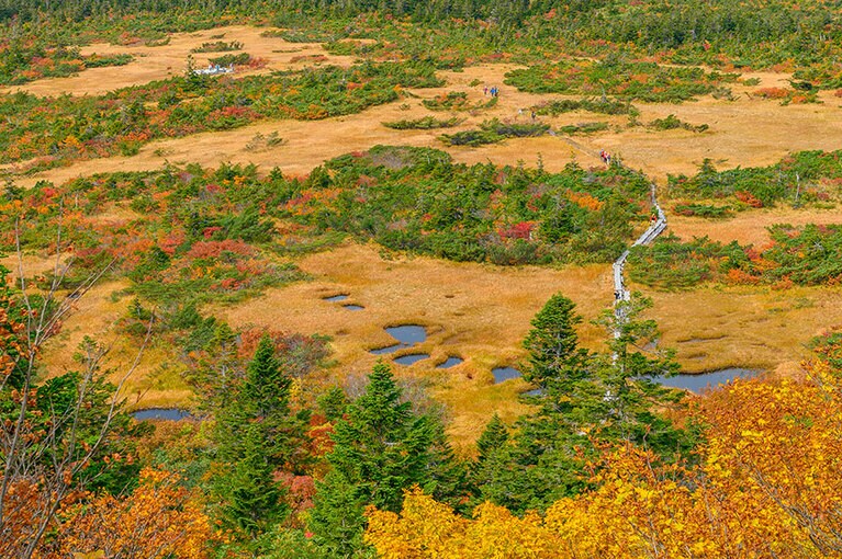 八甲田山の紅葉。