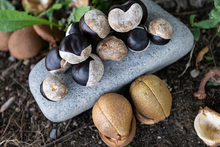 アイスクリームの家 エルバート。