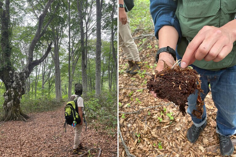 ミルフィーユ状に織り重なったブナの落ち葉。野沢の豊かな森が名水を生み出す。