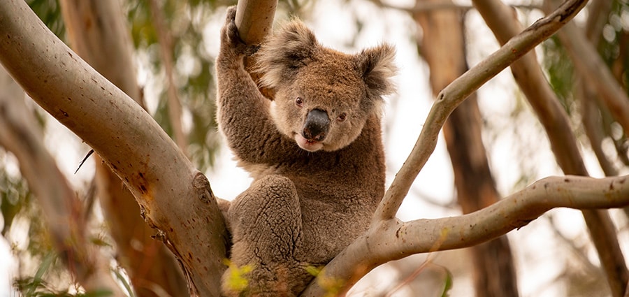 野生動物の王国カンガルー島のコアラ。photo:Tourism Australia