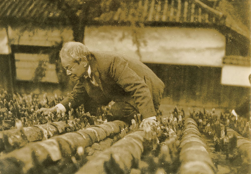 背広に蝶ネクタイ姿でも、大阪、堺市で屋根に登りツメレンゲを採集する博士。1936年。©Kazuoki Makino