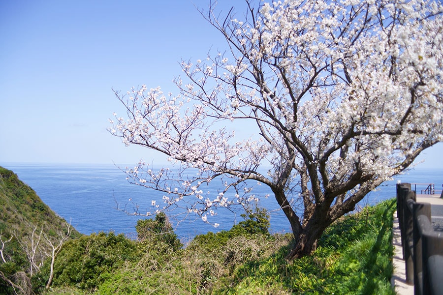 春に訪れれば、日本海と桜を一度に楽しむことも。