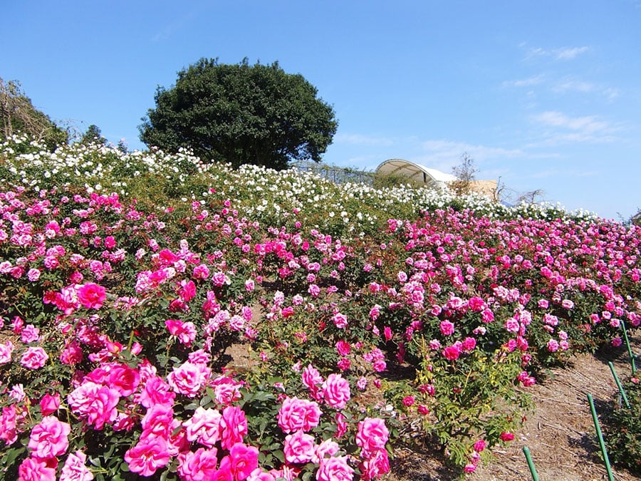 【鹿児島県】かのやばら園「春のばら祭り」。©K.P.V.B