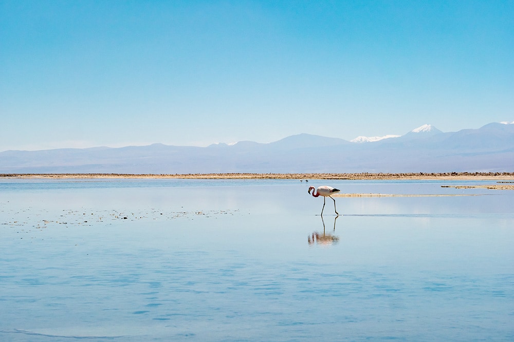 ウユニの次に行きたい塩湖といえばここ！　フラミンゴのコロニーとなっているアタカマ塩湖。Photo：iferol/123RF