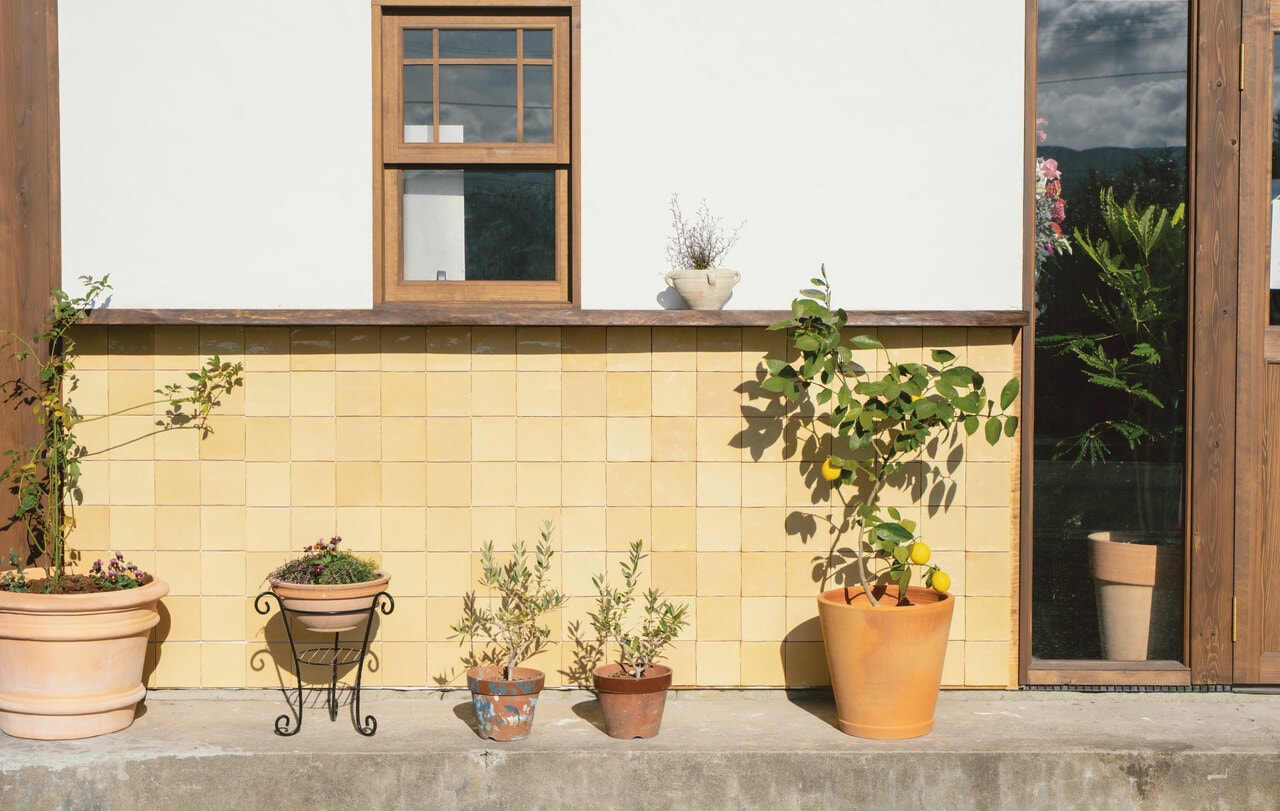 店先で育てているレモンはデザートにも使われるそう。