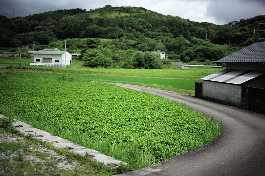 無農薬でタデアイを栽培するのはひと苦労。初めの頃は害虫や雑草に悩まされたという。