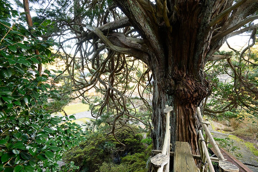 「高野槙（こうやまき）」と「地蔵尊」のダブルパワースポット。