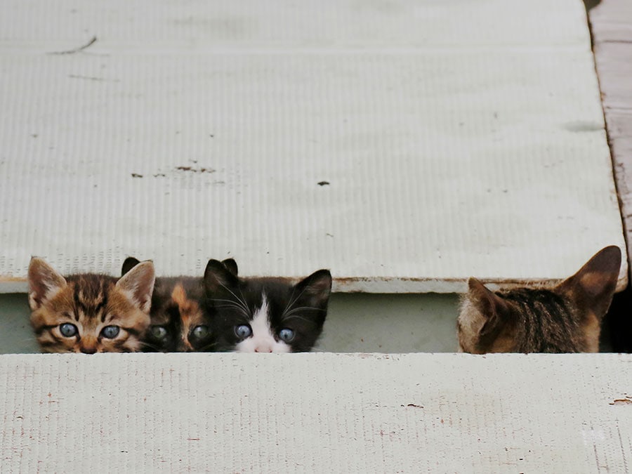 「ニャ？　変なヤツがこっちを見ているのニャ！」「あ……あれは母ちゃんが言っていた、“猫マニアカメラマン”ってヤツだニャ！　勝手に写真を撮ってきて鬱陶しいけど、害は無いらしいニャ！」「それにしても……暖かくニャるといろんな人が湧いてくるものだニャ」