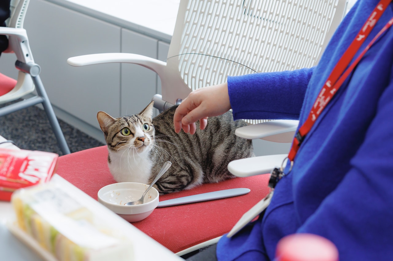 たくさんの人がいる会議室でも、落ち着いて食事ができる。猫としては、とても珍しいこと。