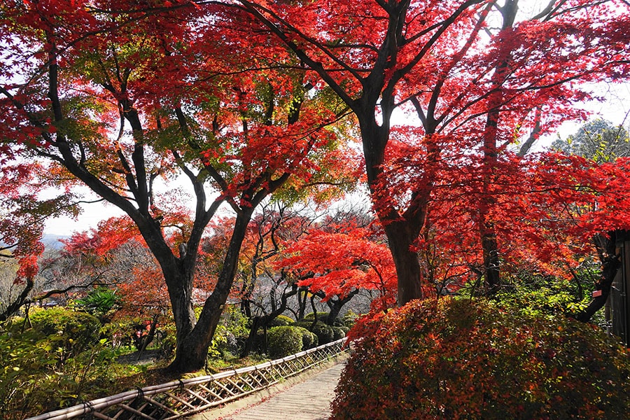 京王百草園の紅葉／東京都