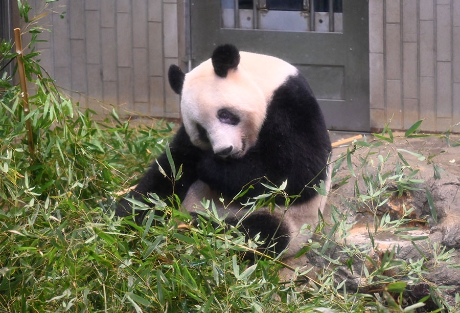 穏やかな性格のシャンシャン。上野動物園にいた2023年2月19日。