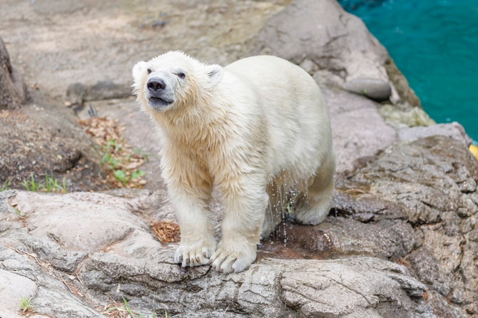 ライ、プールに飛びこむ初めての夏。ホッキョクグマの親子に会いに