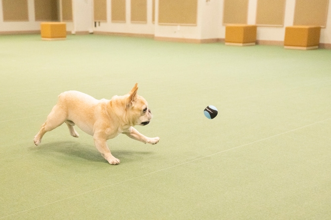 悪天候でも安心な屋内ドッグラン。こちらも24時間出入り可能。