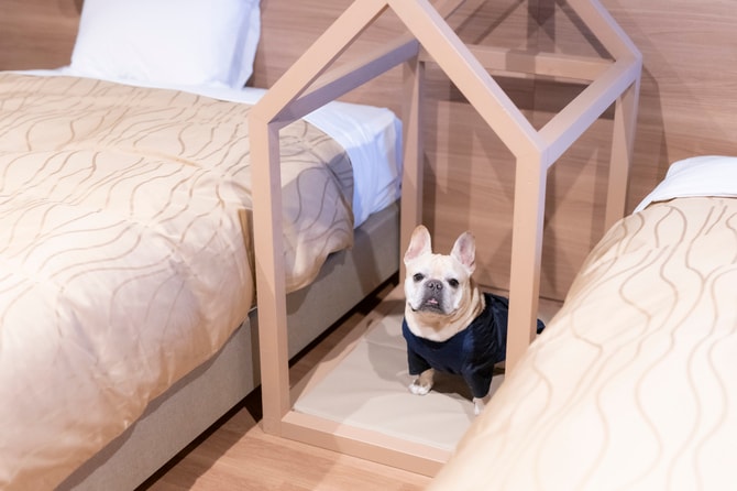 飼い主のそばで寛げるおしゃれなドッグ用ベッドも完備。