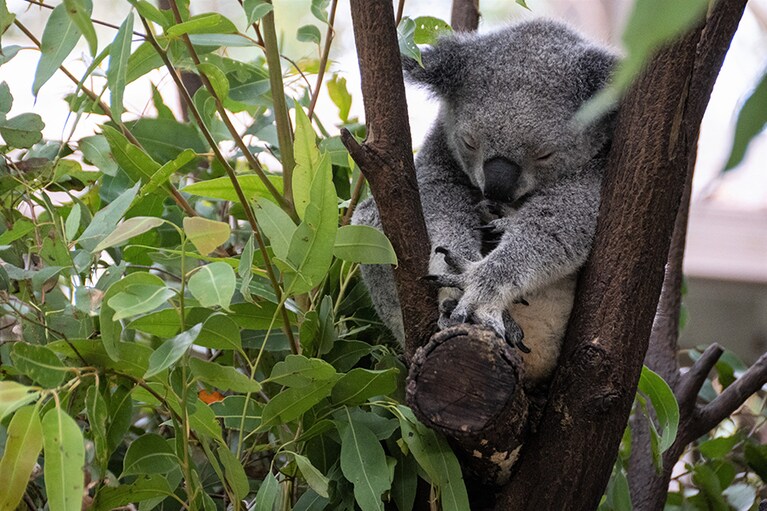 しばらくすると、目を閉じてすやすや……。かわいい！