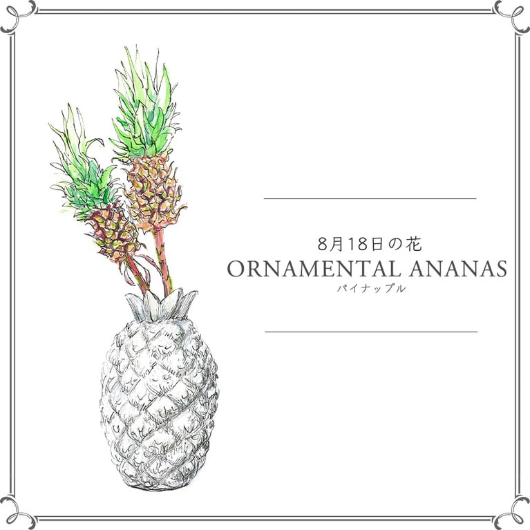 8月18日の花「パイナップル」