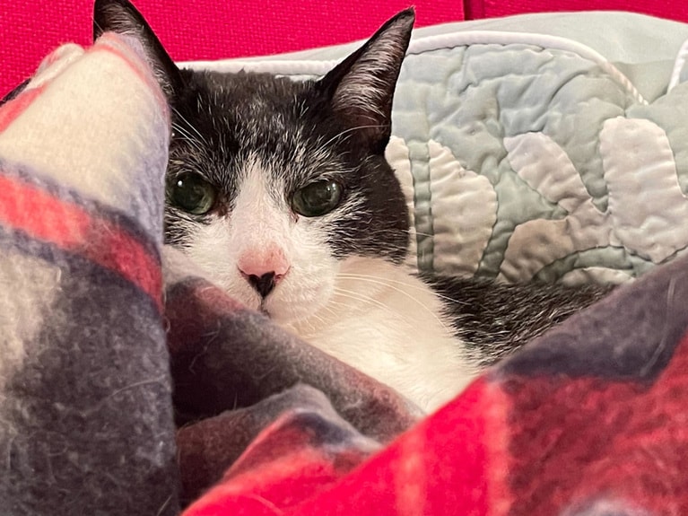 ジジ♀21歳。もうすぐ100歳、には見えないと思うんですがどうですか？