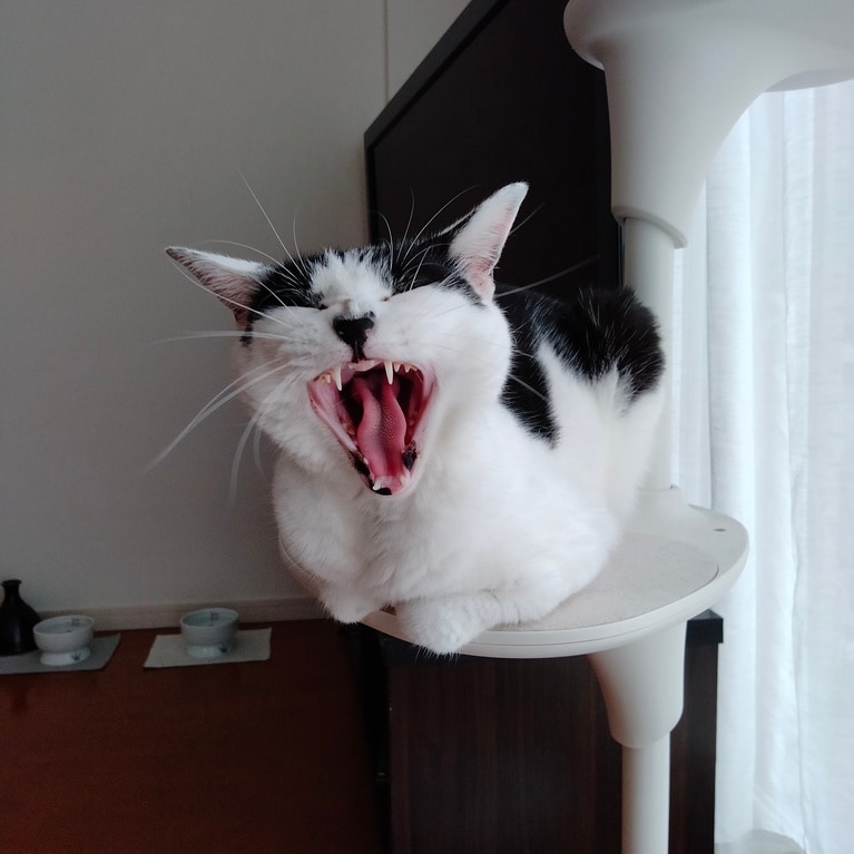 オリビア ♀ 7歳。我が家の紅一点。スーパーお姫様体質でツンデレの極みのような女の子です（ママボさん）