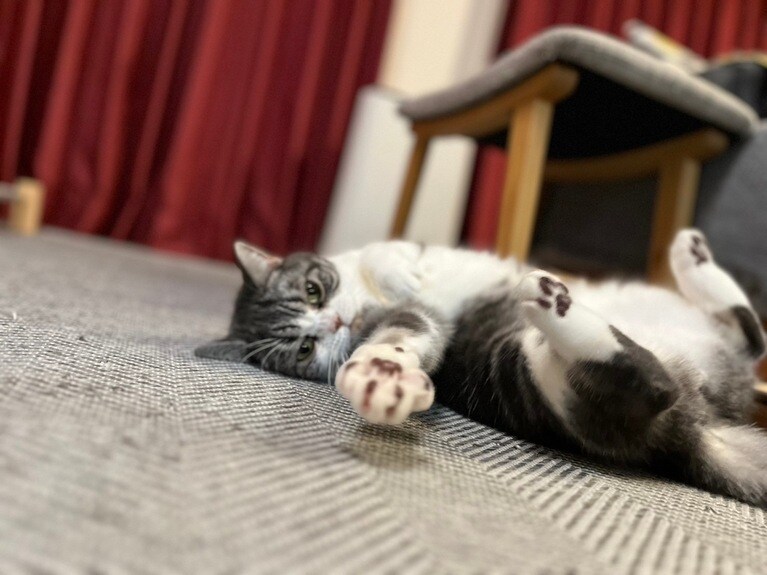 くるみ ♀ 3歳。ツンデレ3歳女の子です（くるみママさん）