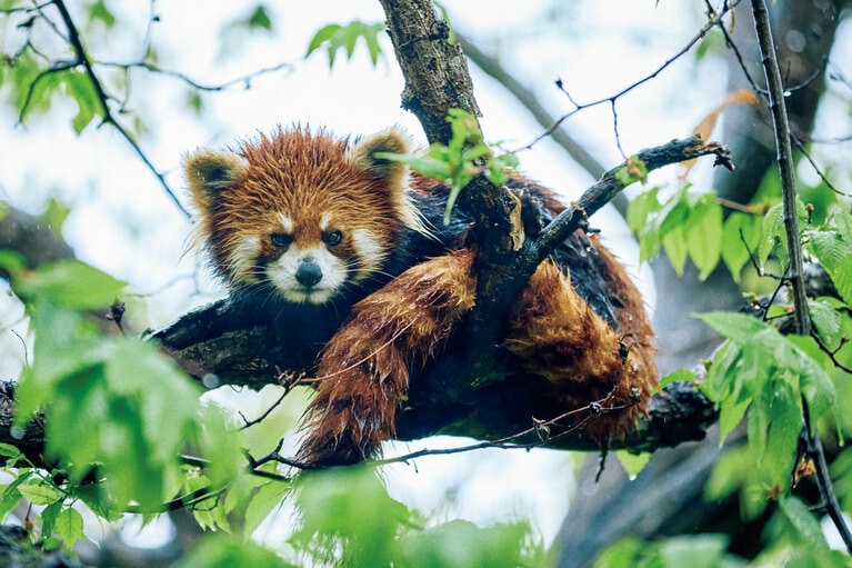 濡れながら樹の高いところでまったりとしていたレッサーパンダ。「なんで笹を主食とするようになったんだろう？　不思議ですよね」と興味津々に見つめているうちにレッサーパンダも顔を上げ、こちらへ視線を送る。