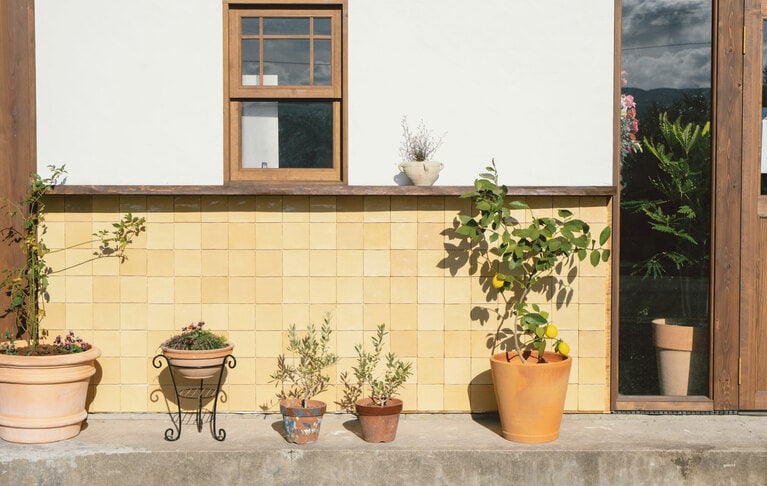 店先で育てているレモンはデザートにも使われるそう。