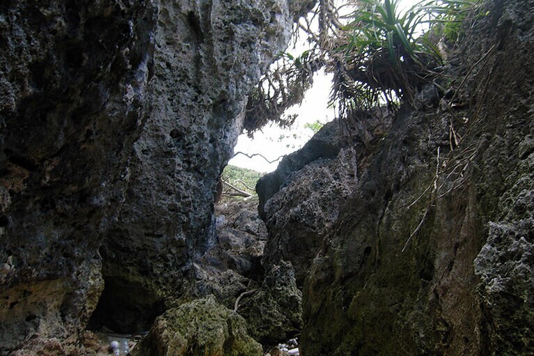 岩の割れ目に植物が息づくワイルドな自然も。