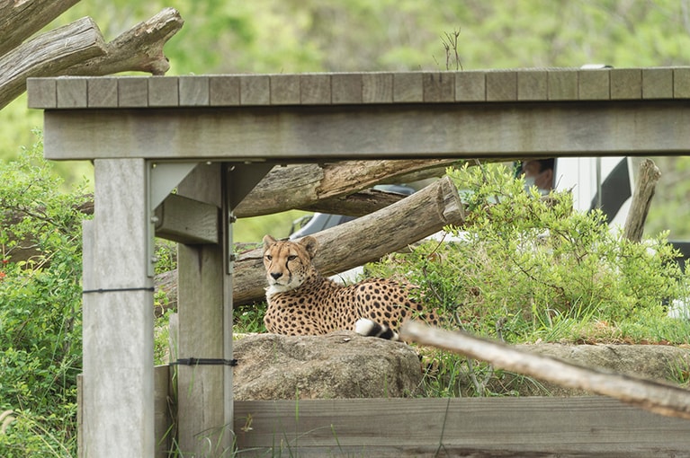 チーター。視線の先にはキリンがいますが、襲うことはありません。