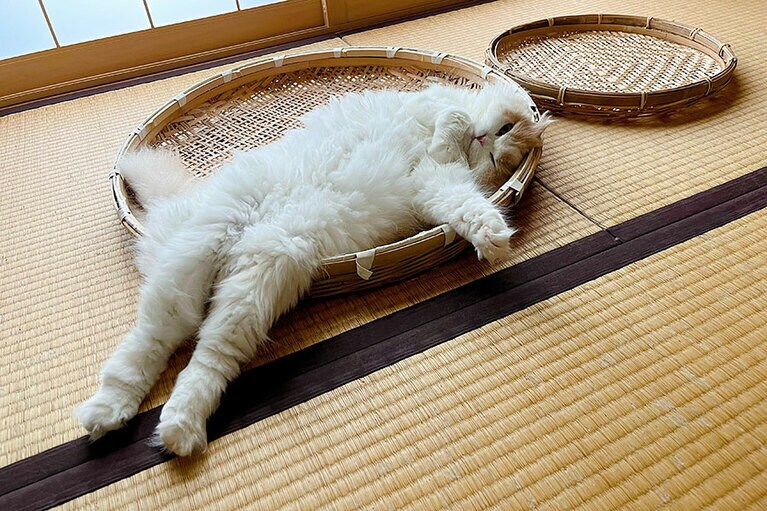 そば ♀ 4歳。ざるがお気に入りのベッドです。『そば』という名前なのでざるそばです(笑)。たまにこぼれています（ブラッシングやさん）