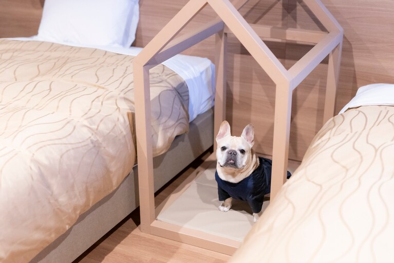 飼い主のそばで寛げるおしゃれなドッグ用ベッドも完備。