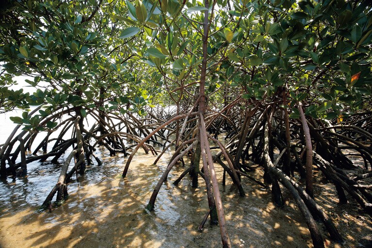 マングローブ生い茂る沖縄らしい光景が広がる石垣島も人気の寄港地の一つ。