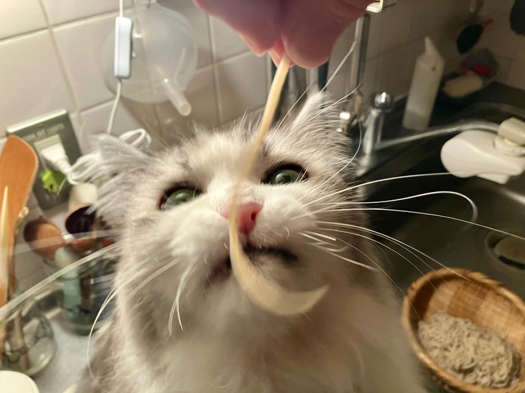 コウハイ ♂ 15歳。「15歳のおじさん猫・コウハイは、おそばが大好き。この画像は2025年の年越しそばの風景。おそばを茹ではじめるとキッチンにやって来て、茹で上がるのを待っています」（飼い主さんより）。