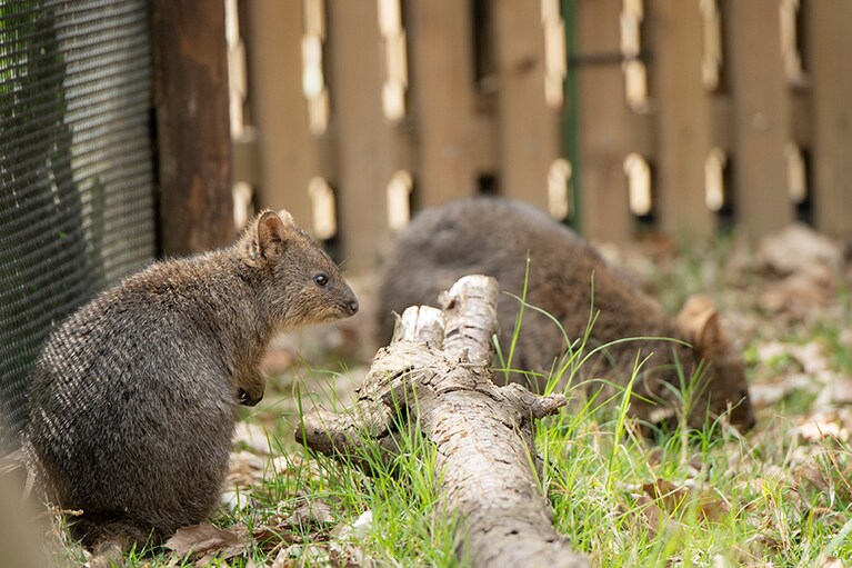 クオッカはカンガルーの仲間。俊敏です。