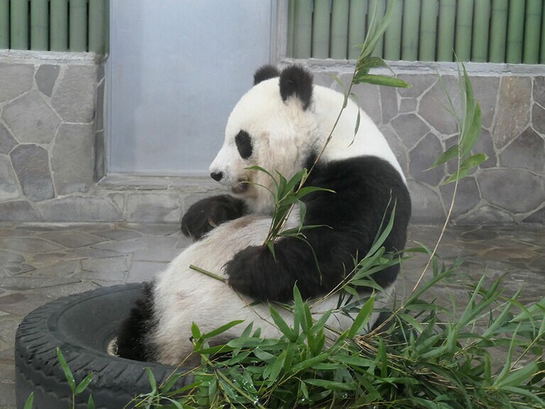 26歳の誕生日のタンタン（2021年9月16日）。