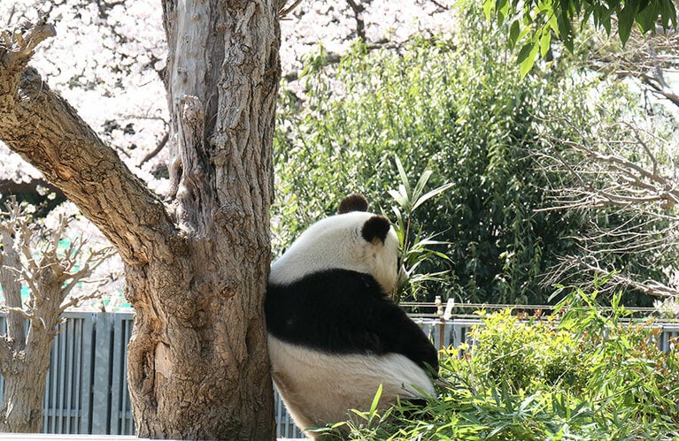 タンタン。（筆者撮影、以下同）