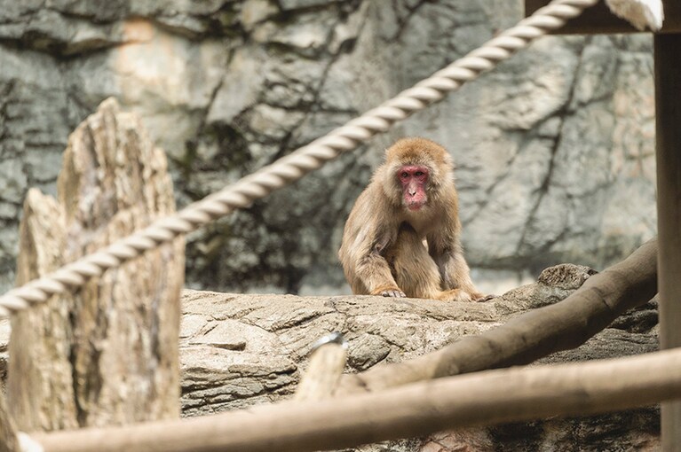 ニホンザル。ホンドザルとも呼ばれています。ズーラシアで暮らすニホンザルは現在22頭。展示の脇の黒板で彼らの関係性や性格をチェックしてみて。人間社会の“あるある”がサルたちの社会にもあるようです。