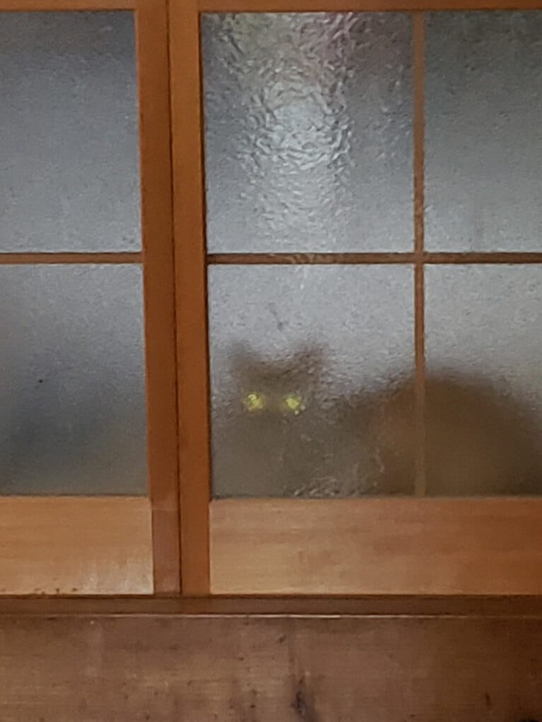 麦 ♂ 1歳8カ月。