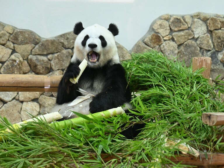 中国に出発する前日の彩浜。